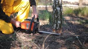 How Our Tree Care Process Works  in  Little Cypress, TX