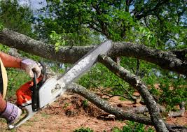 Best Stump Grinding and Removal  in Little Cypress, TX